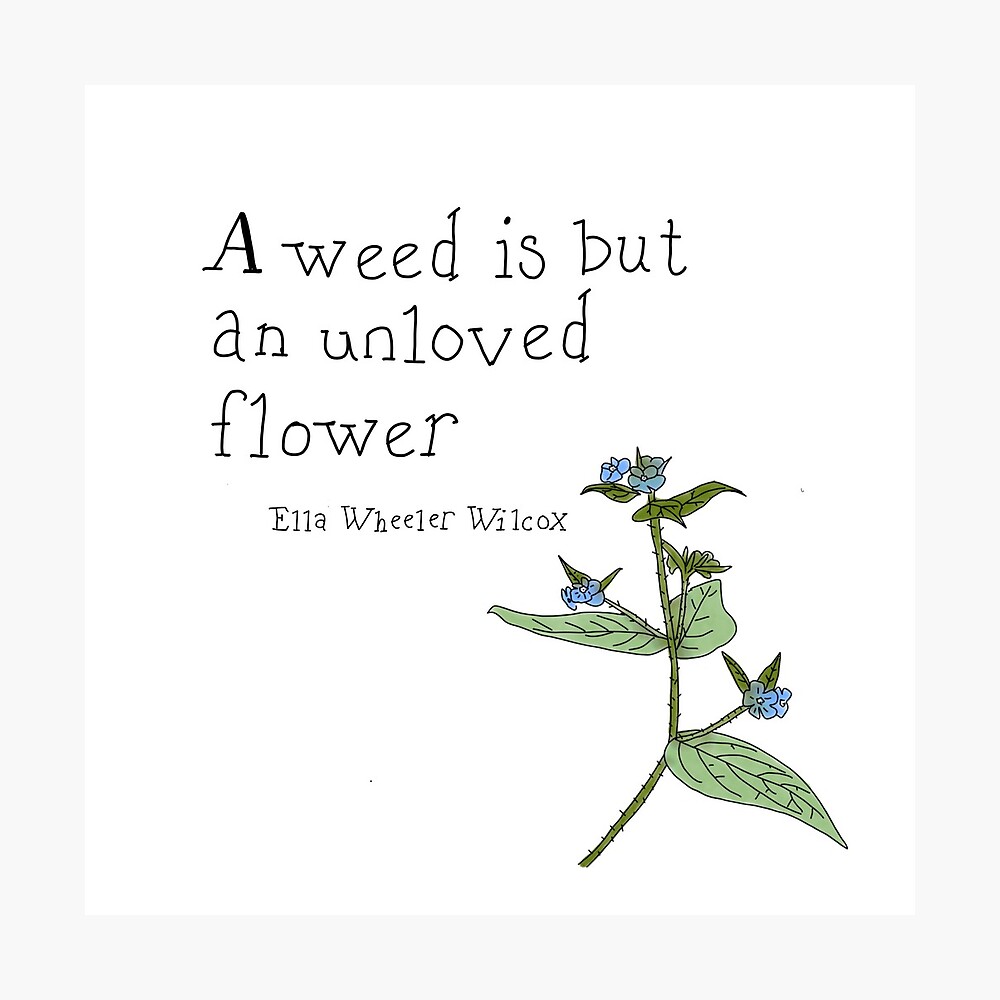 Uma erva daninha é apenas uma flor não amada