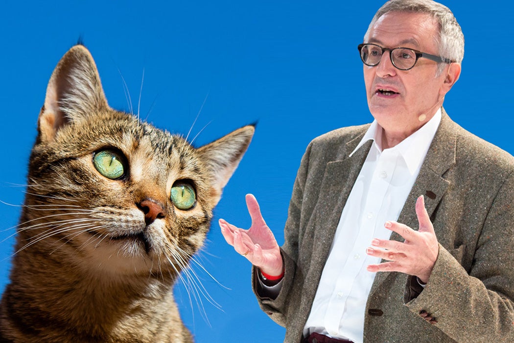 John Gray: Os gatos podem ensinar-nos o sentido da vida