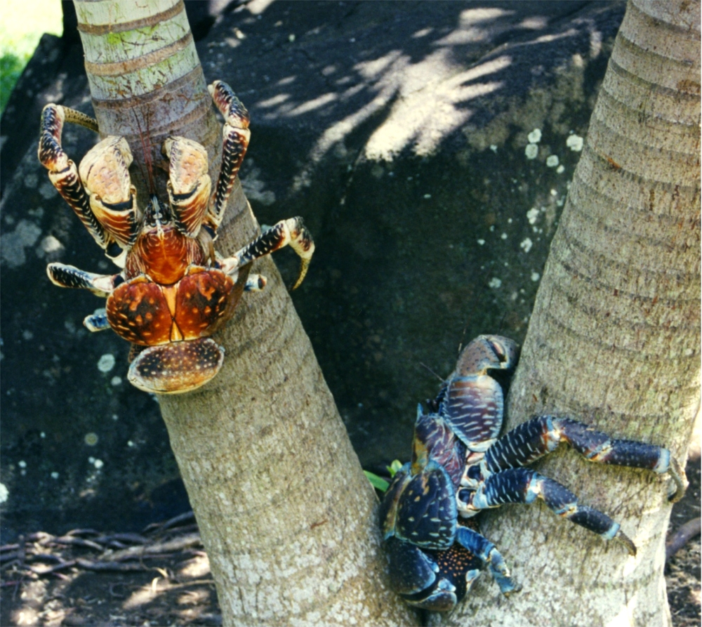 O curioso caso do caranguejo-coco