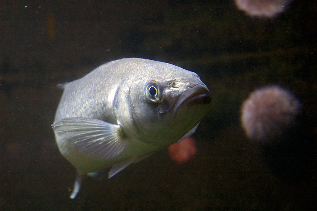 Os peixes perderão o olfato nos oceanos ácidos?